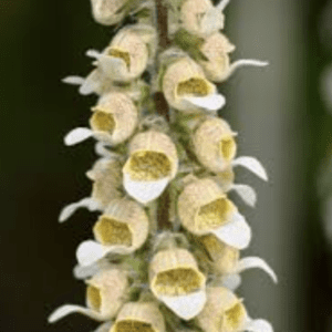 Close-up of creamy white flowers with yellow centers on a vertical stem.